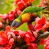A wild Rainbow Lorikeet forages among blossoms