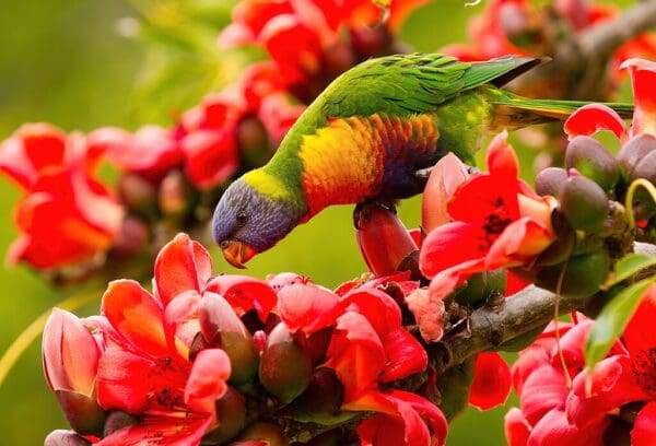 A wild Rainbow Lorikeet forages among blossoms