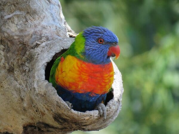 A wild Rainbow Lorikeet perches in a nest cavity