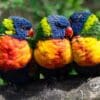 Wild Rainbow Lorikeets huddle on a limb