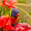 A wild Rainbow Lorikeet perches in a blossom