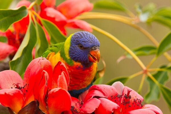 A wild Rainbow Lorikeet perches in a blossom