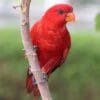 A Red Lory clings to a branch