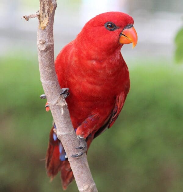 A Red Lory clings to a branch