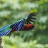 A wild Red Shining Parrot takes flight