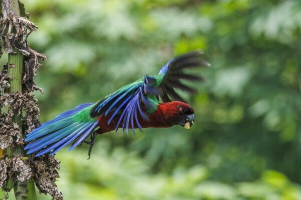 A wild Red Shining Parrot takes flight