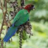 A wild Red Shining Parrot clings to a tree