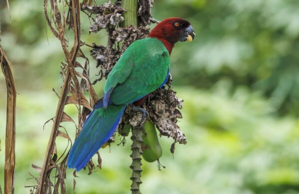 A wild Red Shining Parrot clings to a tree