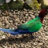 A Red Shining Parrot forages on the ground
