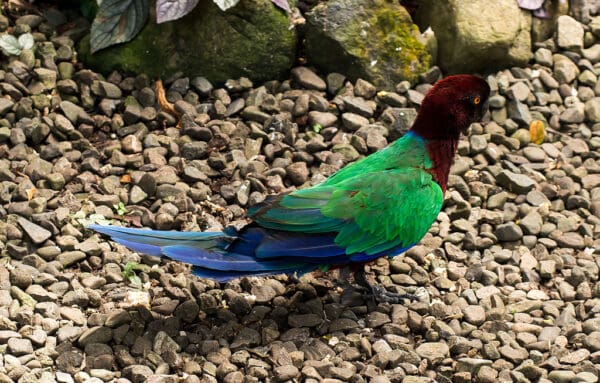 A Red Shining Parrot forages on the ground