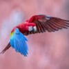 A wild Red-and-green Macaw in flight