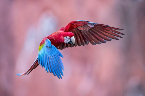 A wild Red-and-green Macaw in flight
