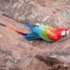 A wild Red-and-green Macaw clings to a cliff face