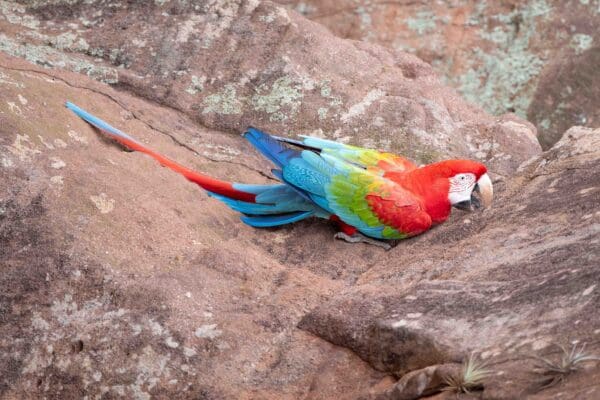A wild Red-and-green Macaw clings to a cliff face