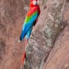 A wild Red-and-green Macaw clings to a rock
