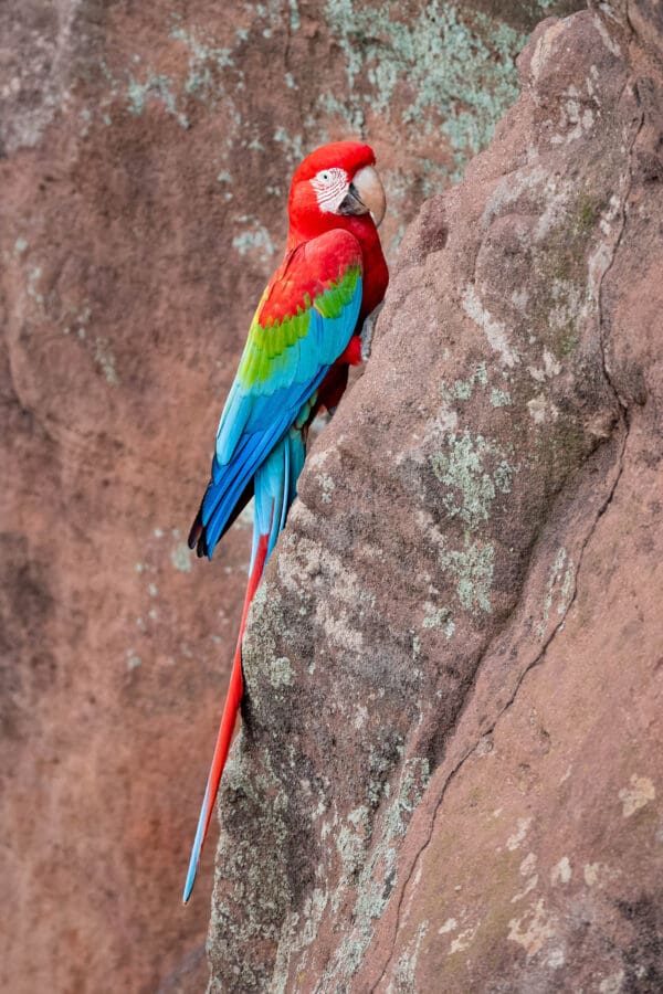 A wild Red-and-green Macaw clings to a rock