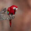 A wild Red-and-green Macaw perches on an overhanging limb