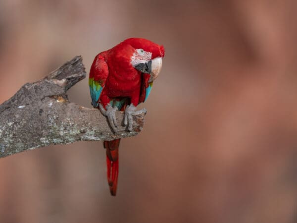A wild Red-and-green Macaw perches on an overhanging limb
