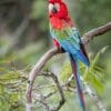A wild Red-and-green Macaw perches on a branch