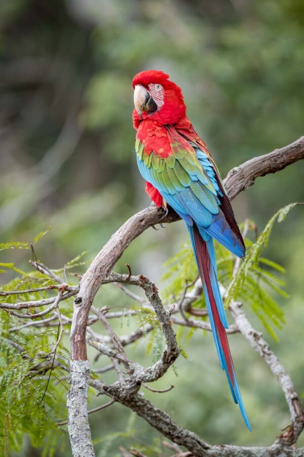 A wild Red-and-green Macaw perches on a branch