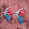 Wild Red-and-green Macaws soar together
