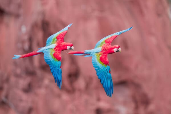 Wild Red-and-green Macaws soar together