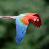 A wild Red-and-green Macaw in flight