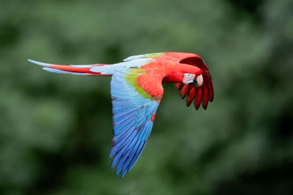 A wild Red-and-green Macaw in flight