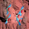 Wild Red-and-green Macaws on the wing