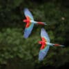 Wild Red-and-green Macaws fly in tandem