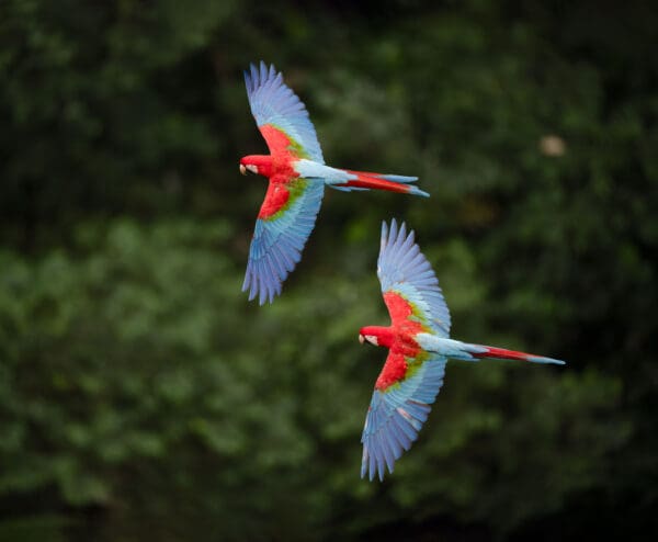 Wild Red-and-green Macaws fly in tandem