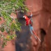 A wild Red-and-green Macaw glides in for a landing