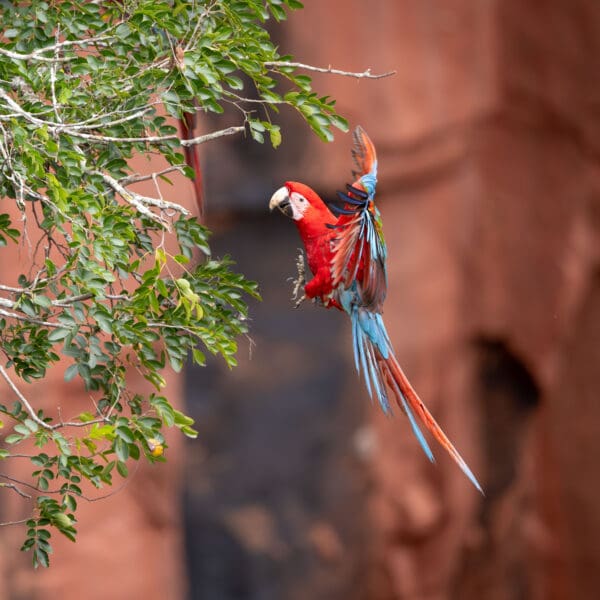 A wild Red-and-green Macaw glides in for a landing