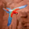 A wild Red-and-green Macaw soars near cliffs