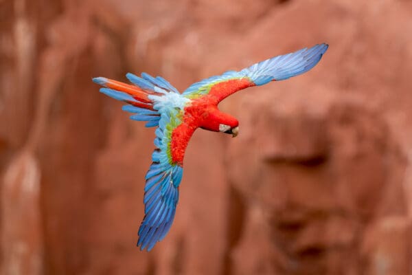 A wild Red-and-green Macaw soars near cliffs