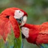 Wild Red-and-green Macaws interact