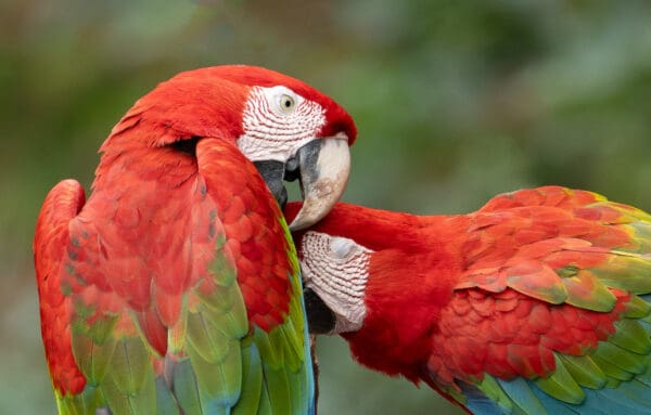 Wild Red-and-green Macaws interact