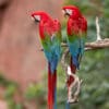Wild Red-and-green Macaws perch on an overhanging limb