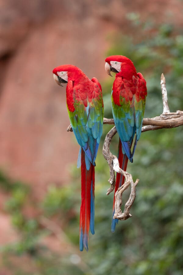 Wild Red-and-green Macaws perch on an overhanging limb