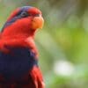 A closeup of a wild Red-and-blue Lory