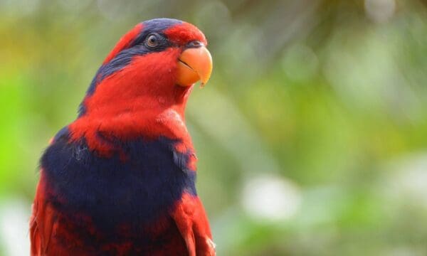 A closeup of a wild Red-and-blue Lory