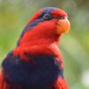 A closeup of a wild Red-and-blue Lory