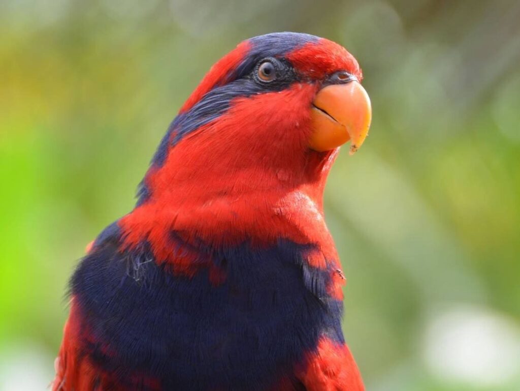 A closeup of a wild Red-and-blue Lory