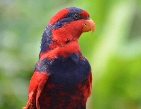 A closeup of a wild Red-and-blue Lory