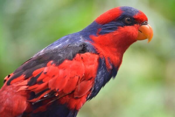 A closeup of a wild Red-and-blue Lory