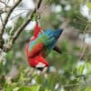 A wild Red-and-green Macaw hangs from a branch