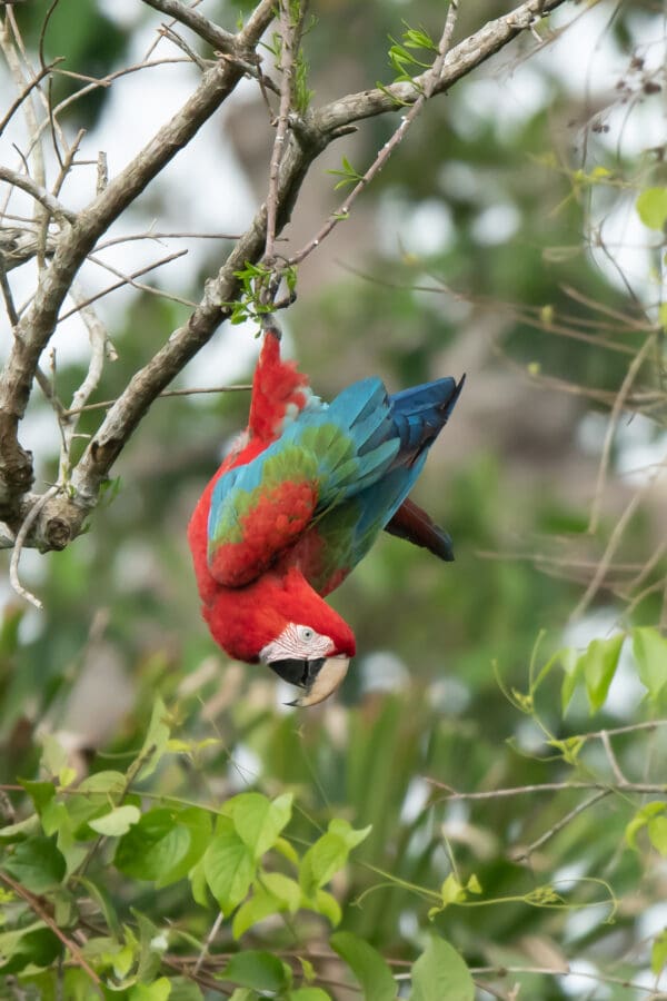 A wild Red-and-green Macaw hangs from a branch