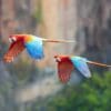 Wild Red-and-green Macaws fly in tandem