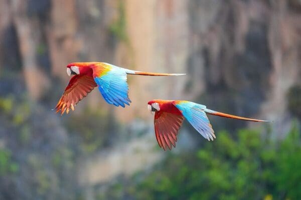 Wild Red-and-green Macaws fly in tandem