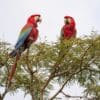Wild Red-and-green Macaws perch high in a tree